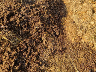 Ecological farming. Horse manure on straw, illuminated by the morning sun. Texture of cut straw. Selective focus.