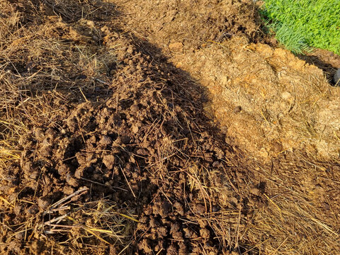 Ecological farming. Horse manure on straw, illuminated by the morning sun. Texture of cut straw. Selective focus.