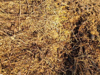 Ecological farming. Horse manure on straw, illuminated by the morning sun. Texture of cut straw. Selective focus.