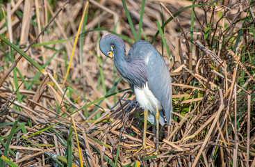 Tricolored Heron in a Texas Wetland