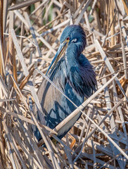 Tricolored Heron in a Texas Wetland