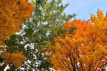 Poplar and maples with yellow and green leaves in autumn