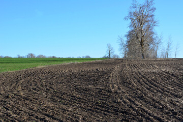 plowed agricultural field with bare tree, green grass and blue sky copy space 