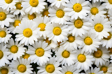 Fototapeta premium Field of daisies top view. Texture natural background of many flowers chamomile in meadow in grass