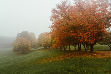Morgens im Park bei Nebel im Herbst
