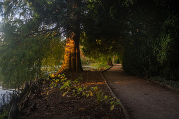 Baum von der Seite beleuchtet in einem dicht bewachsenen Park