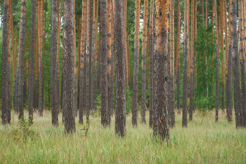 Obraz premium Large, natural beautiful pine trees