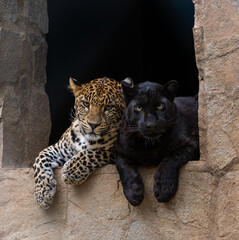 two big cat siblings, a leopard and a black panther hanging out together