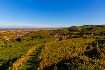Weinberge Reben