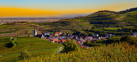 Weinberge Reben