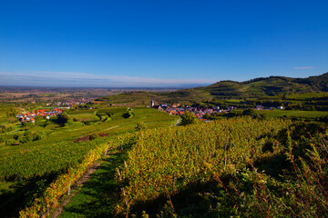 Weinberge Reben