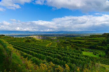 Weinberge Reben