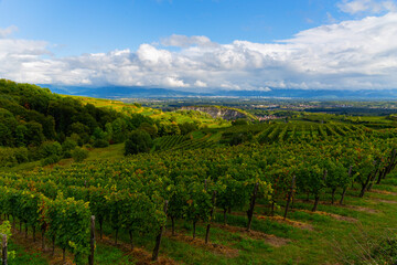 Weinberge Reben