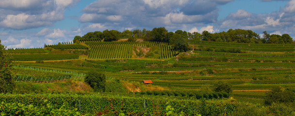 Weinberge Reben