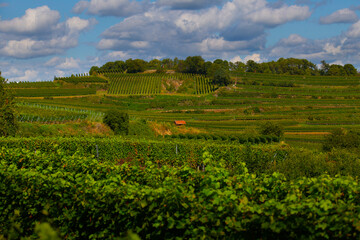 Weinberge Reben