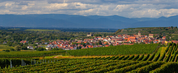 Weinberge Reben