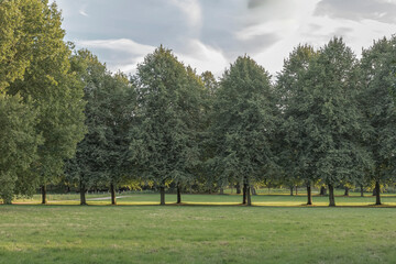 Tree landscape picture suitable for composites