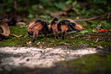 Araña Tarantula de rodillas rojas