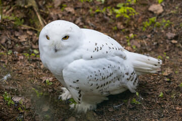 Snowy oil in the forest in finnish Lapland region