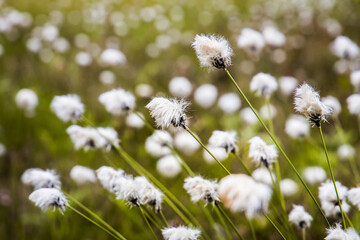 Cotton Grass (Eriophorum) in a finnish wetland area