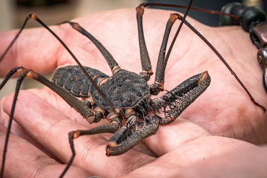 Ara&ntilde;a latigo Amblipigio