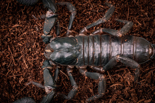 Escorpion