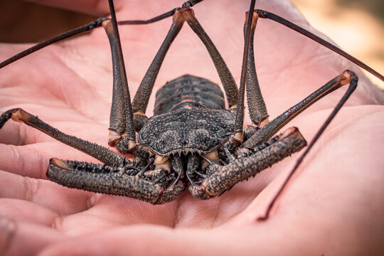 Ara&ntilde;a latigo Amblipigio