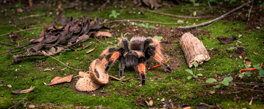 Ara&ntilde;a Tarantula de rodillas rojas