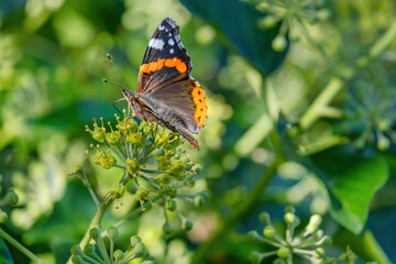 close up photo of beautiful butterfly