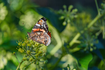 close up photo of beautiful butterfly