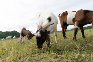 a goats eating grass in a grass field.