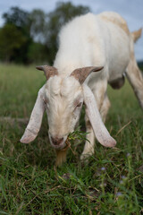 a white goat eating grass in a grass field.