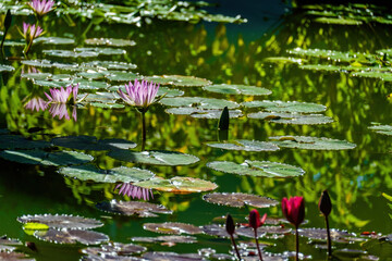 Beautiful blossom waterlily or lotus flower in pond