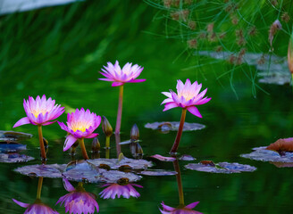 Beautiful blossom waterlily or lotus flower in pond