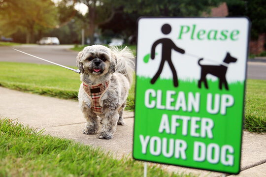 Pretty little dog outside. The warning sign: Clean up after your dog.