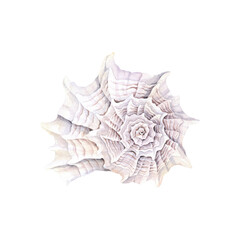 Fototapeta premium Colorful shell, watercolor design element, beautiful isolated hand drawn illustration.