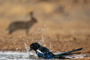 magpie playing with water in a pond