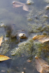 A group of fish swimming in a tank