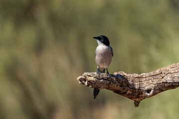 Iberian magpie (Cyanopica cooki). Bird in its natural environment.