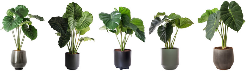 Tropical house alocasia plant in modern pot or vase isolated on transparent background generative ai