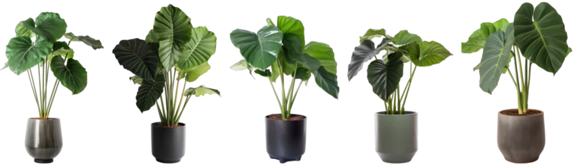 Fotobehang Tropical house alocasia plant in modern pot or vase isolated on transparent background generative ai © Hixel