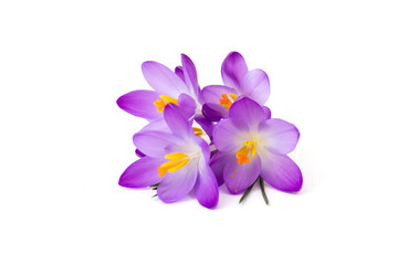 crocus - one of the first spring flowers on white