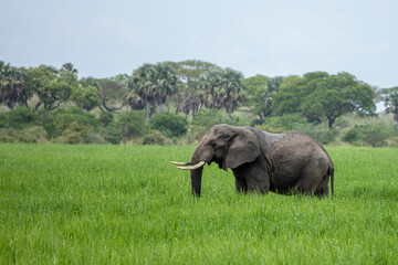 African elephant, loxodonta africana, grazing in Murchison Falls National Park, Uganda