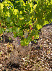 Viñas con racimos de uvas en campos de viñedos para recolectar en la vendimia y producir vino