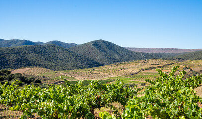 Fototapeta na wymiar Paisaje de viñas con racimos de uvas en campos de viñedos para recolectar en la vendimia y producir vino