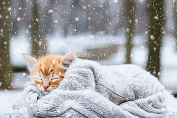 A cute kitten is sleeping wrapped in a warm knitted sweater in a winter park. Snow falls. Copy space. Concept with pets