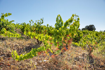 Viñas con racimos de uvas en campos de viñedos para recolectar en la vendimia y producir vino