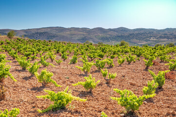 Paisaje de viñas con racimos de uvas en campos de viñedos para recolectar en la vendimia y...