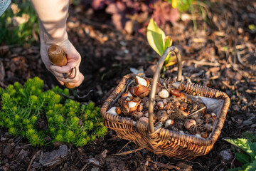Frau pflanzt Blumenzwiebeln ein, Frühblüher, Tulpe, Hyazinthe, 
