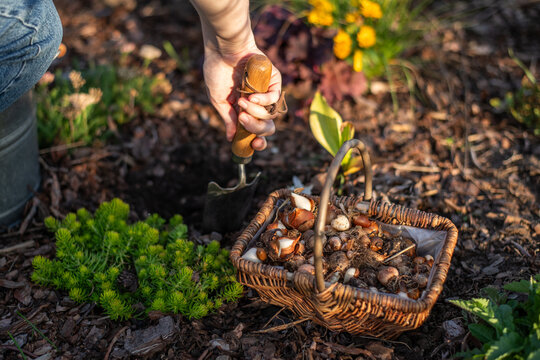 Frau pflanzt Blumenzwiebeln ein, Fr&uuml;hbl&uuml;her, Tulpe, Hyazinthe, 
